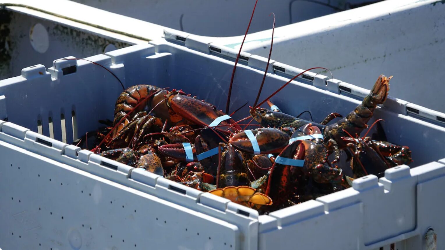 Coopérative de pêcheurs des Îles-de-la-Madeleine